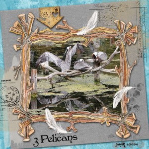 3 Pelicans - June Muse #1
