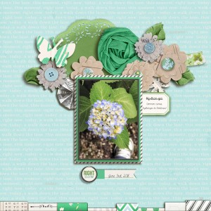 Hydrangea