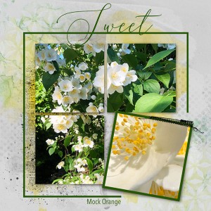 06-18_Mock Orange