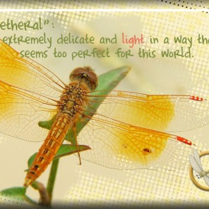 ATC-2018-063-The-Dragonfly