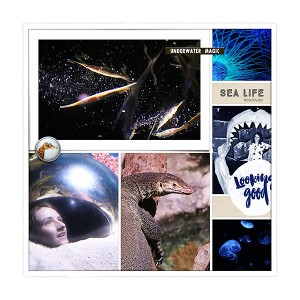 Sea Life 1
