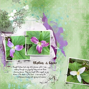 Bloom & Grow