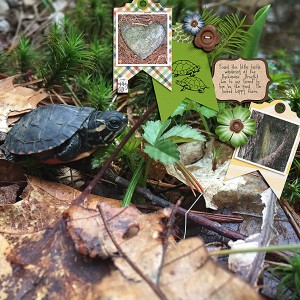 Little Turtle