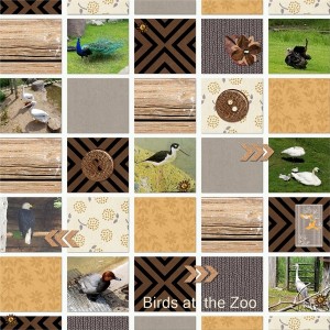 Birds At The Zoo