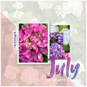 07-18_July-in-my-garden_Hydrangeas