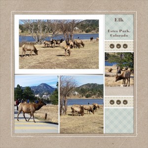 Elk In Estes Park