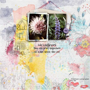Wildflowers