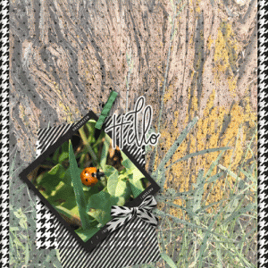 Ladybug-page-web