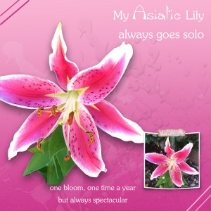 Asiatic-lily-photo-ch