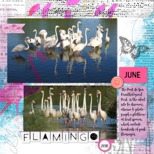 18jun23_flamingo03