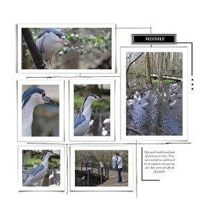 Black Crowned Night Heron