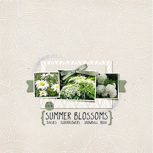Summer Blossoms