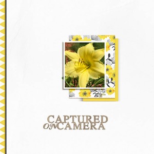 Daylily