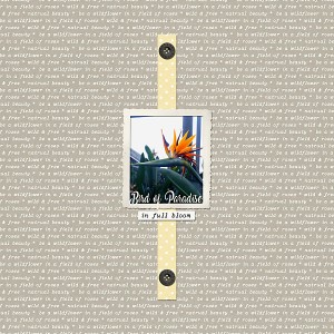 Bird of Paradise