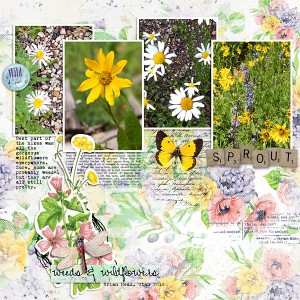 2018-Brianhead-Wildflowers-copy