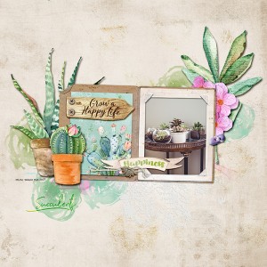 Succulents