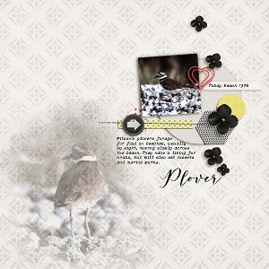 Plover