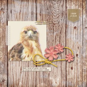 Baby Hawk