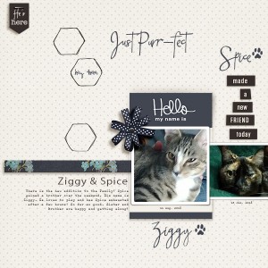 Just Purr-fect
