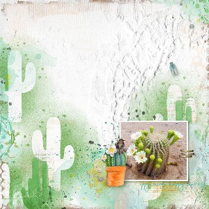 Saguaro blooming