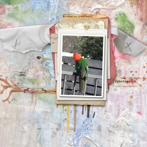 king parrot