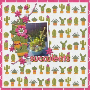 Succulents