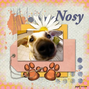 Nosy - Sept Challenge