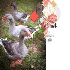 Bournat's geese
