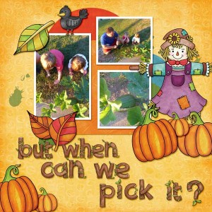 Pumpkin Patch