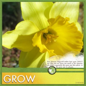 First Daffodil