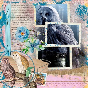 owls
