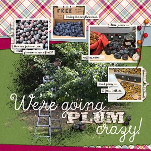Plum Crazy