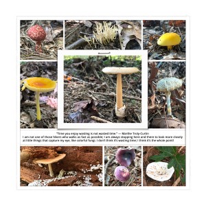 Woodland Fungi