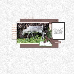 White Reindeer
