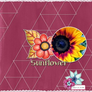 Sunflower