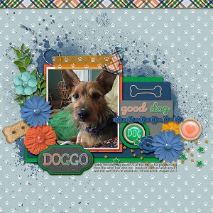 17.08-Doggo---Teddy