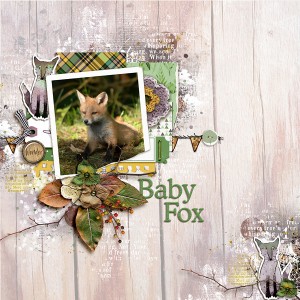 Baby Fox