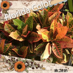 November Photography Challenge