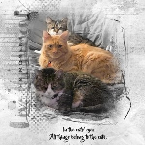 11-26_Design-Technique_SelectiveColor_3-Cats-in-Bed