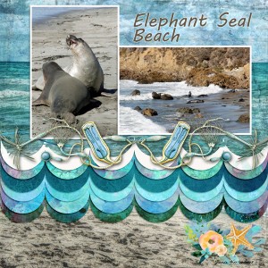 Elephant Seal Beach - Fdd Nov Challenge