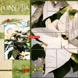 12-18_Poinsettias