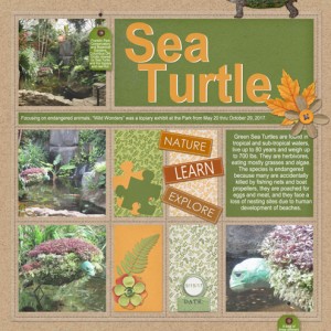 Sea-Turtle