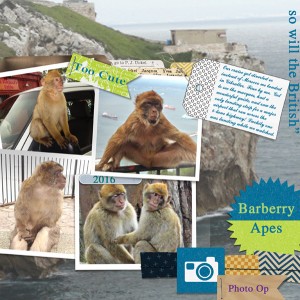 Barberry-Apes-