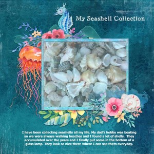 My Seashell Collection