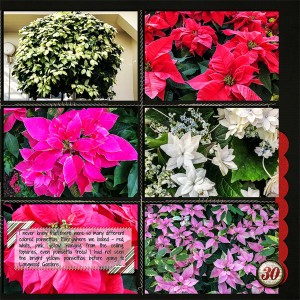 MOC Day3 - Grid Style - Longwood Gardens Poinsettias_right