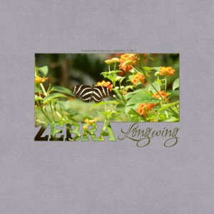 January 12: Cropped Hidden Photo as Title -Zebra-Longwing