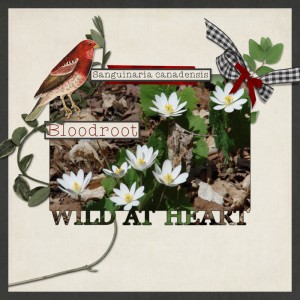 Wild At Heart