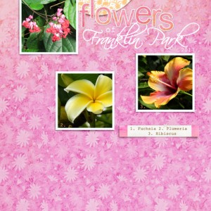 January 16: Simple Template - Flowers-of-Franklin-Park