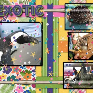 January-23-Playing-with-Paper-Strips-Exotic