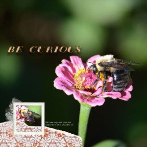Be Curious - Moc 25